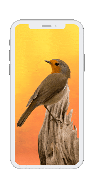 Bird Photography Tips newsletter shown on a phone