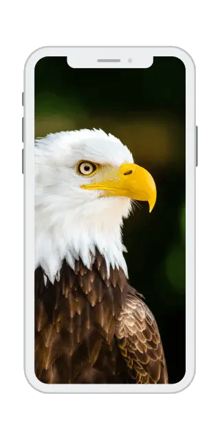 Bald eagle shown on a phone